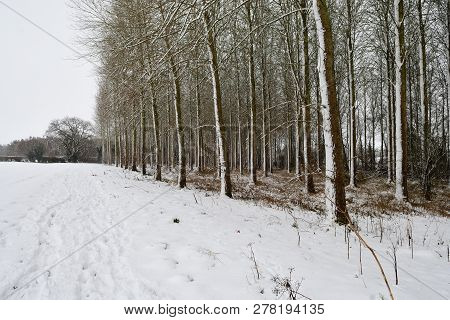 Snow Covered Poplar Trees