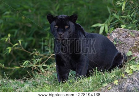 Black Jaguar (panthera Onca) Deep In A Forest