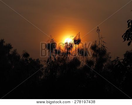 Sunrise Sun Up The Sun Is Going Up Behind The Bush Black Treee Background