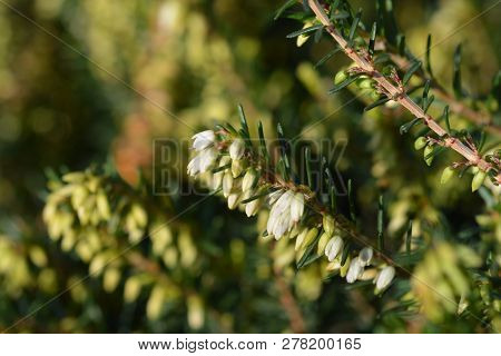 Darley Dale Heath - Latin Name - Erica X Darleyensis