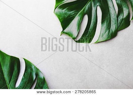 Monstera Leaves On Grey Concrete Background. View From Above. Monstera Background. Summer Nature Spa