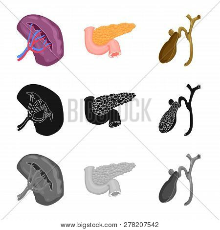 Vector Design Of Body And Human Icon. Set Of Body And Medical Vector Icon For Stock.
