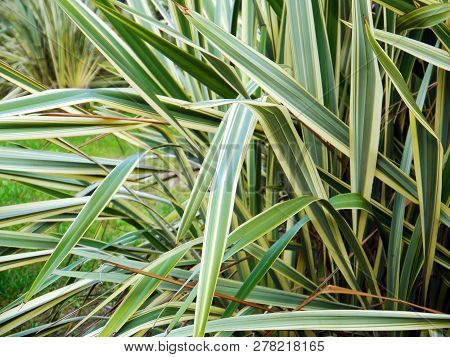 Chlorophytum Comosum, Popularly Known As Ribbon, Malamadre, Spider Or Love Bow
