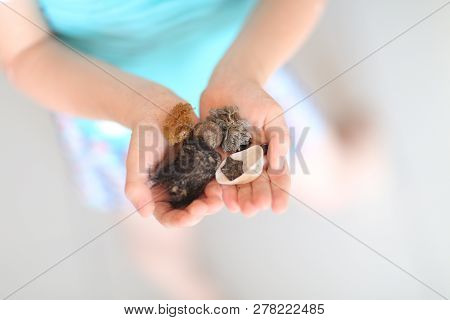 Top View On The Little Hands, Macro, Full Of Sea Treasures.