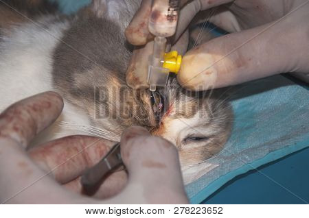 A Fragment Of A Surgical Operation, On The Expansion Of The Tear Duct