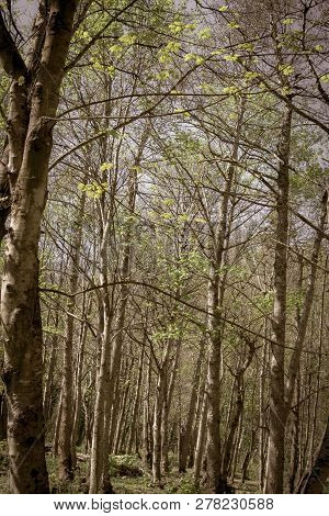 Aged Image Birch Tree Forest With New Spring Growth In Vertical Composition, Ideal Background Image.