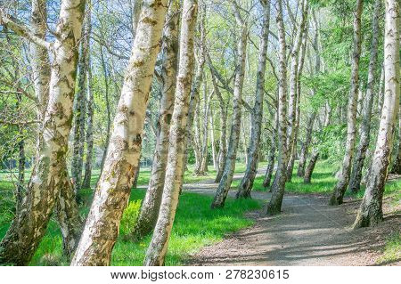 Grove Gently Leaning Birch Trees With Path Winding Through Them.