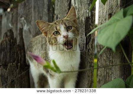 Domestic Cat Stands On The Crossbar From The Old Fence. The Cat Is Licking Her Open Mouth. Colors Sp