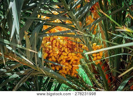 Bunch Of Ripe Yellow Dates On A Palm Tree In Morocco. Palm Date Fruits On The Tree