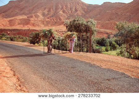 Tamedakhte, Morocco - October 9, 2015: Old Berber Woman Is Carrying On Shoulders Large Sheaves Of Ha