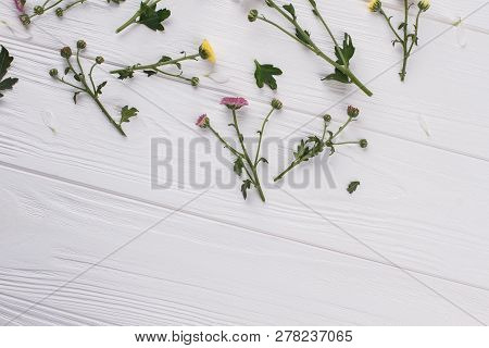 Variety Of Unripe Flowers Flat Lay. Top View. White Wooden Table Background.