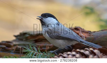 Willow Tit Sitting In A Forest Litter