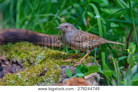 Sunny Dunnock Stands On A Mossy Trunk