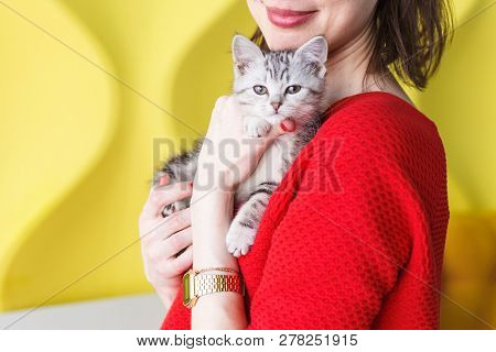 Girl In A Red Sweater Holds A Striped Kitten On Her Hands On A Yellow Background