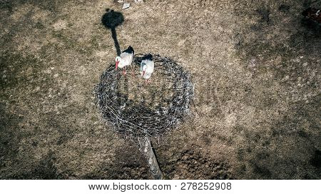 Stork On Nest Closeup. Two Birds Build A Nest.