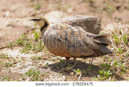 Male Yellow-throated sandgrouse (Pterocles gutturalis)