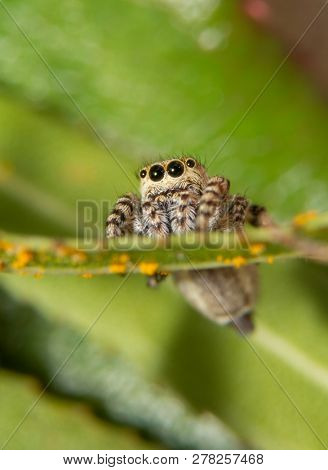 Front view of a tiny Peppered Jumper, Pelegrina galathea spider sitting on a Willow leaf