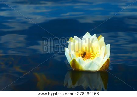 White Water Lilies Near The Old Forgotten Pond. Flowers Are Used In Folk Medicine.