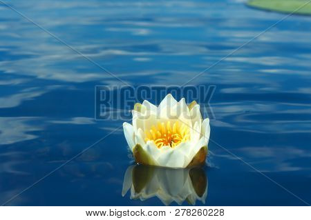 White Water Lilies Near The Old Forgotten Pond. Flowers Are Used In Folk Medicine.