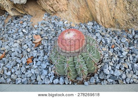 Picture About Cactus Melocactus Zehntneri Planted Near Rocks.