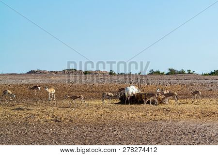 Antelope Group In A Safari Park On The Island Of Sir Bani Yas, United Arab Emirates