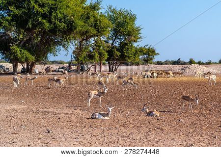 Antelope Group In A Safari Park On The Island Of Sir Bani Yas, United Arab Emirates