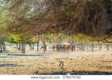 Group Of Antelopes And Mountain Sheep In A Safari Park On The Island Of Sir Bani Yas, United Arab Em