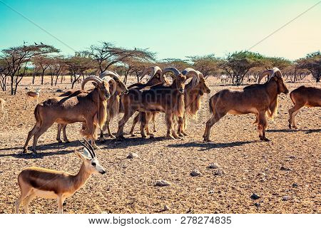 Group Of Ovis Ammon Mountain Sheep In A Safari Park On The Island Of Sir Bani Yas, United Arab Emira