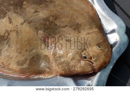 Common Sole On A Pewter Dish After Fishing In Brittany