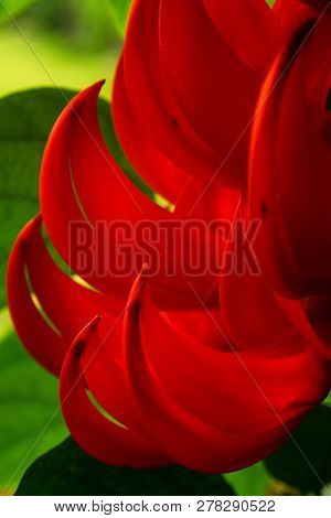 Beautiful Bright Red Mucuna Bennettii Flowers Close-up Picture