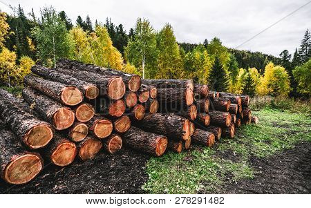 Wide-angle Shot Of Multiple Raw Tree Trunks After Cutting In A Lumber Camp, Mixed Forest During Fall
