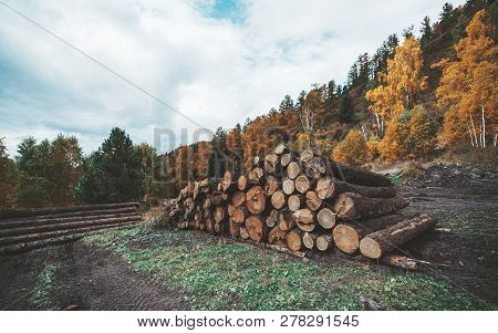 Side Wide-angle View Of A Heap Of Raw Tree Trunks Prepared For  Woodworking, With An Autumn Wood Beh