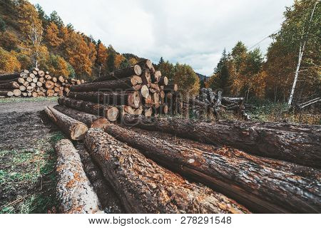 Wide-angle View Of A Logging Camp On The Countryside In An Autumn Forest With Heaps Of Recently Cut 