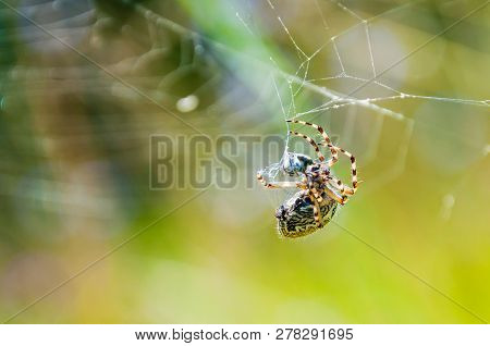 Orb-weaver Spider Araneid Caught A Prey On His Spiderweb And Starting To Tangle It With The Web Thre