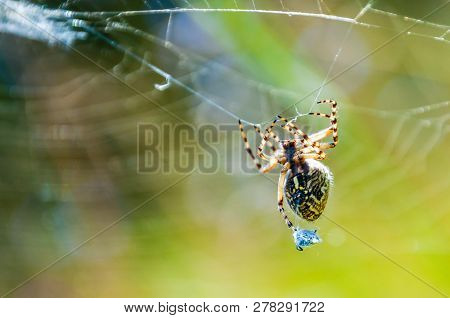 Orb-weaver Spider Araneid Caught A Prey On His Spiderweb And Tangled It With The Web Threads