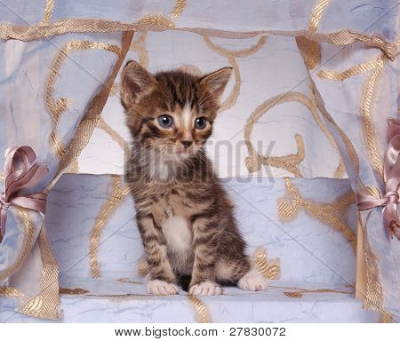 Katze im boudoir