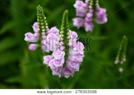 Long Inflorescences Of A Physostegia With Serially Revealing Flowers On A Green Background Of Leaves