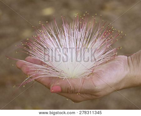Female Hand Holding A Barringtonia Flower Also Known As Fish Poison Tree, Putat Or Sea Poison Tree