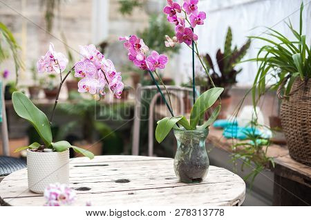 Orchids In The Garden. Blooming Orchids In The Winter Glass Garden