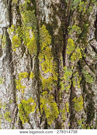 Green Moss And Lichen On The Bark Of A Tree