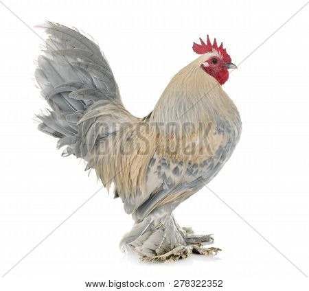 Dutch Booted Bantam In Front Of White Background