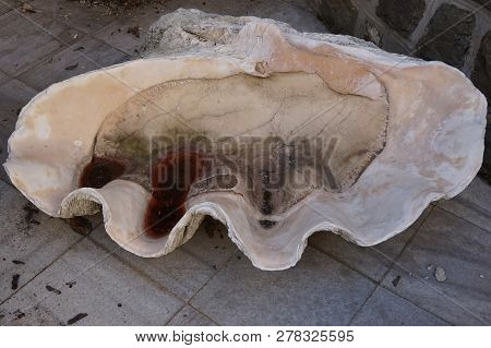 Empty Ginat Clam Shell As Example Of Big Animal