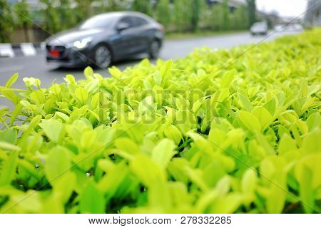 Close Up A Green Plant Fence Growing On The Footbath Area With Blurred Cars On Street In The Big Cit