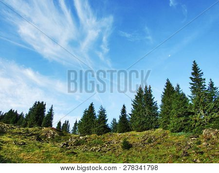 Evergreen Trees On The Plateau Beneath The Mountain Ranges Churfirsten - Canton Of St. Gallen, Switz