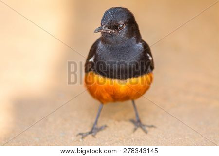 Close Up Of A Male Mocking Cliff Chat Bird On The Ground In Kruger National Park, South Africa. Tham