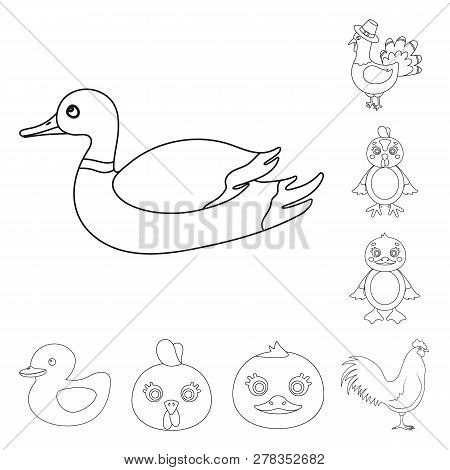 Vector Design Of Funny And Poultry Symbol. Set Of Funny And Farming Vector Icon For Stock.