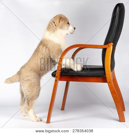 Alabai Puppy And A Chair