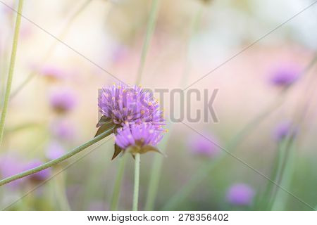 Purple Flower With Beautiful At Sunlight In The Winter.