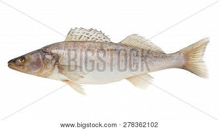 Zander, Fish Raw, Clipping Path, Isolated On White Background, Full Depth Of Field