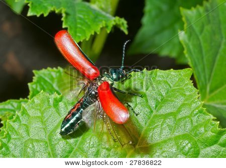 赤いカブトムシ